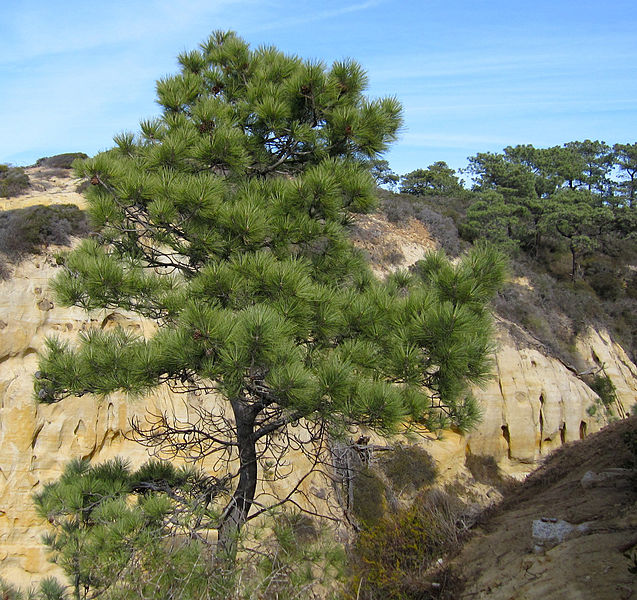 Torrey pine