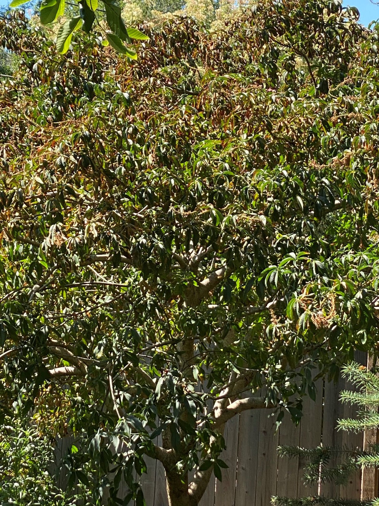 Aesculus californicus, April Owens