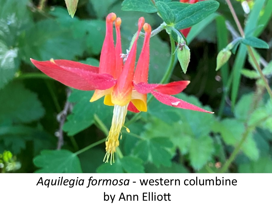 Aquilegia formosa - western columbine Ann Elliott Marin