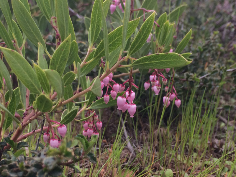 Arctostaphylos stanfordiana ssp. decumbens_Rincon manzanita_