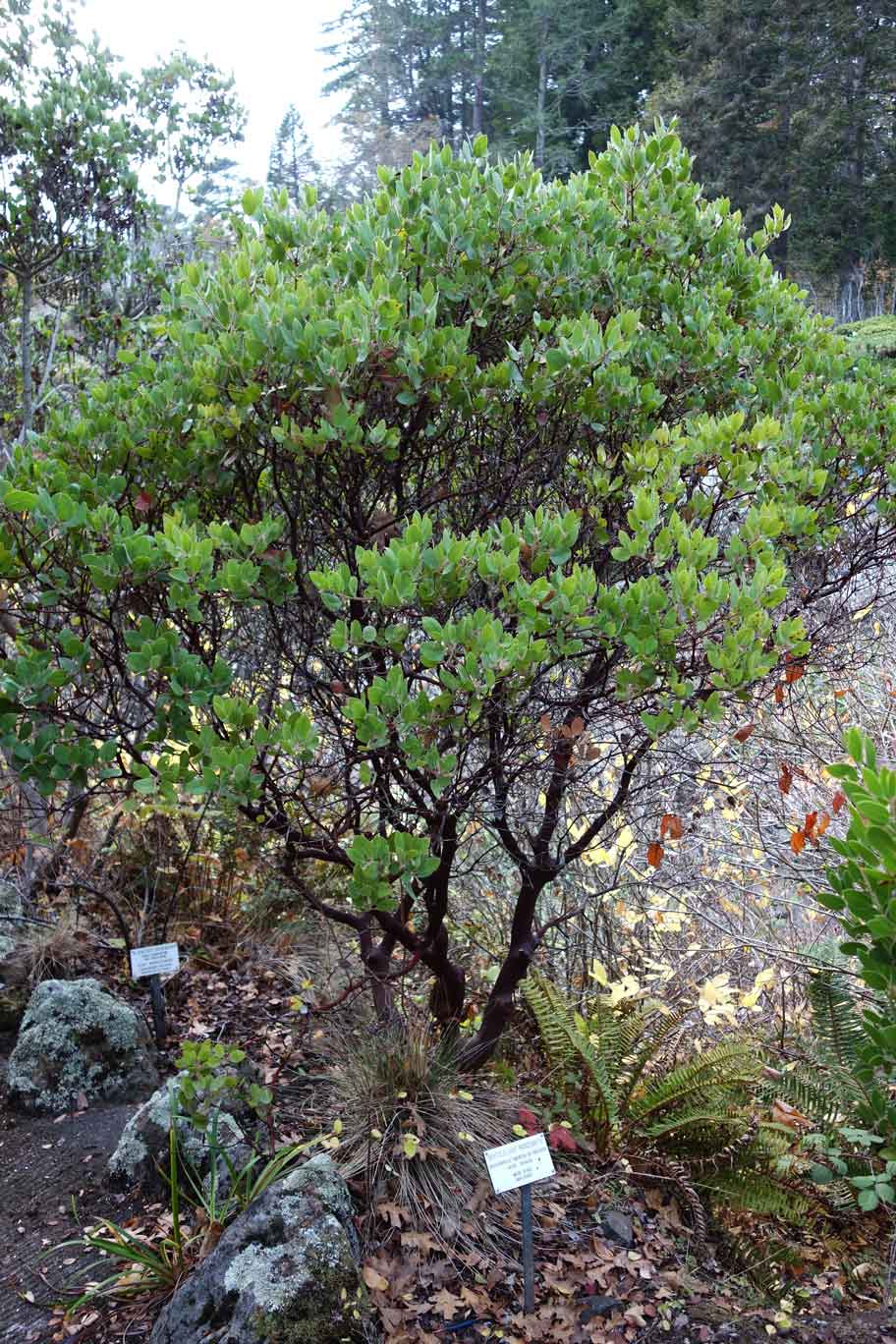 Arctostaphylos tomentosa ssp crustacea