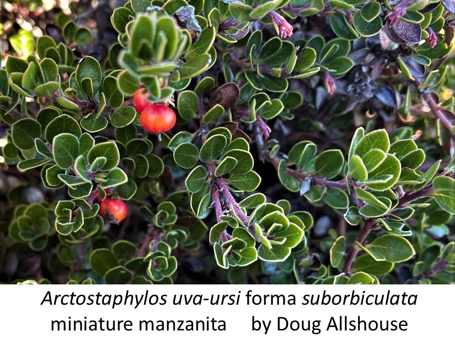 Arctostaphylos uva-ursi forma suborbiculata miniature manzan