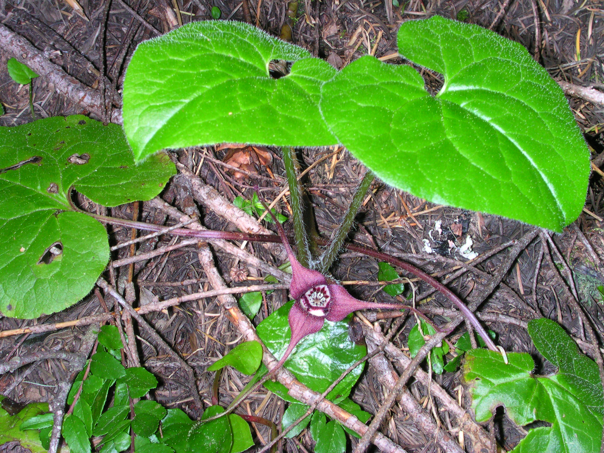 Asarum caudatum