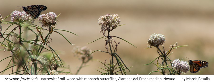 Asclepias fascicularis narrowleaf milkweed Marcia Basalla