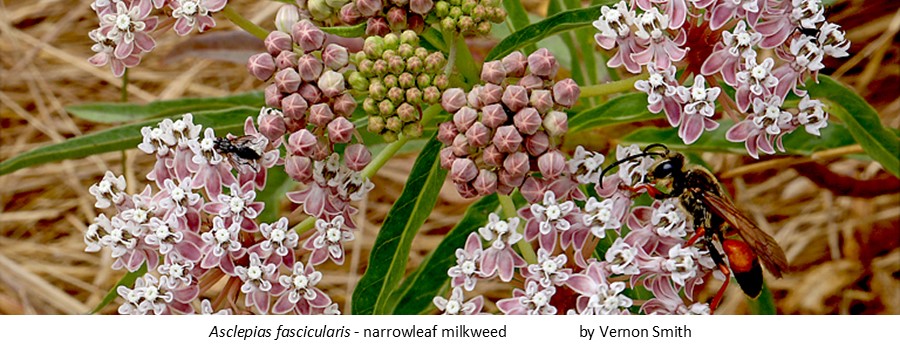 Asclepias fascicularis narrowleaf milkweed Vernon Smith