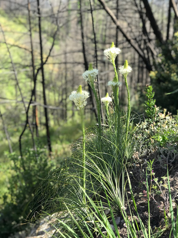 Beargrass  Xerophyllum tenax  Photo by Michelle Halbur