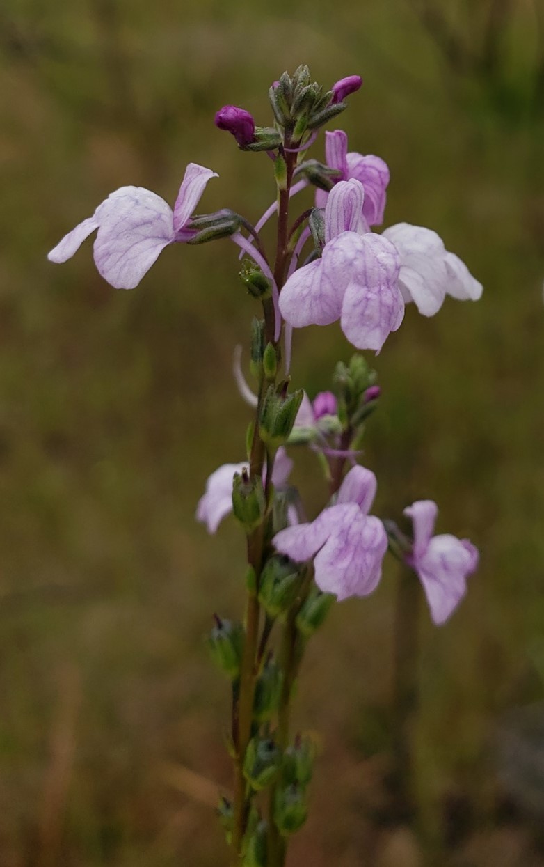 Blue toad flax  Nuttallanthus texanus  Photo by Nomad Ecolog