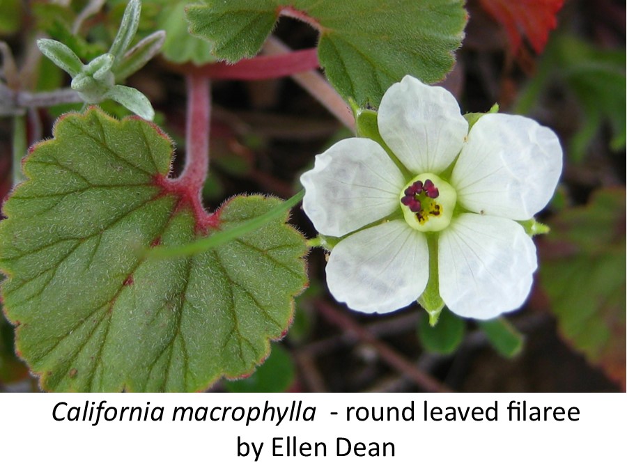 California macrophylla round leaved filaree Ellen Dean