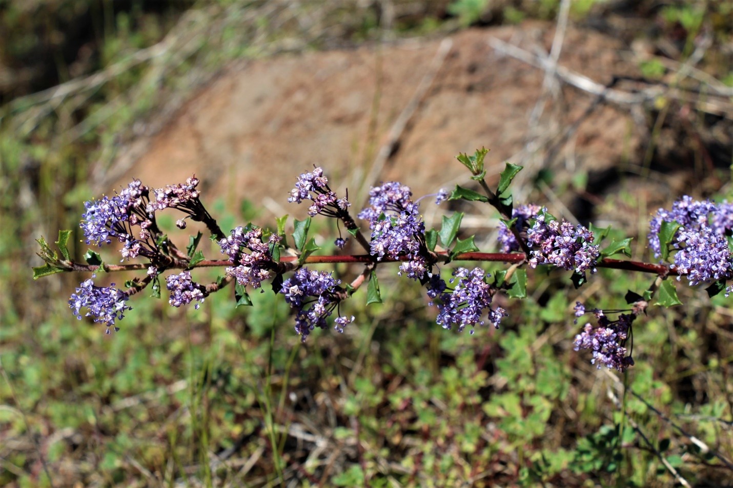 Calistoga ceanothus  Calistoga divergens  CNPS Rare Plant Ra