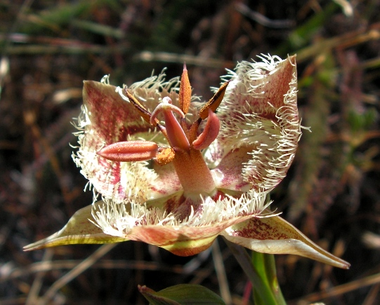 Calochortus tiburonensis_KathiDowdakin