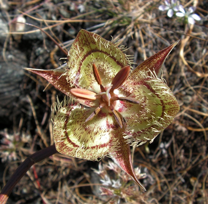 Calochortus tiburonensis 2 Kathi Dowdakin