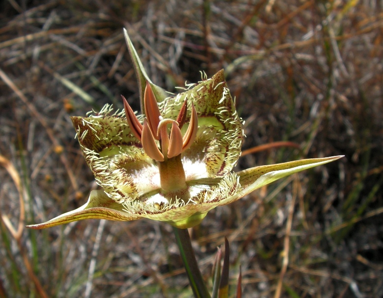 Calochortus tiburonensis 3 Kathi Dowdakin