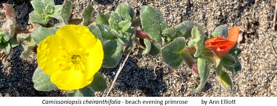 Camissoniopsis cheiranthifolia beach evening primrose header
