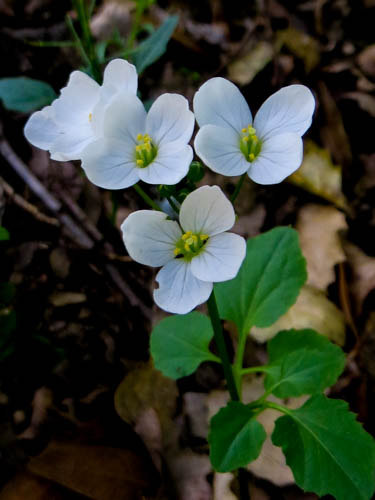 Cardamine californica_James Gonsman