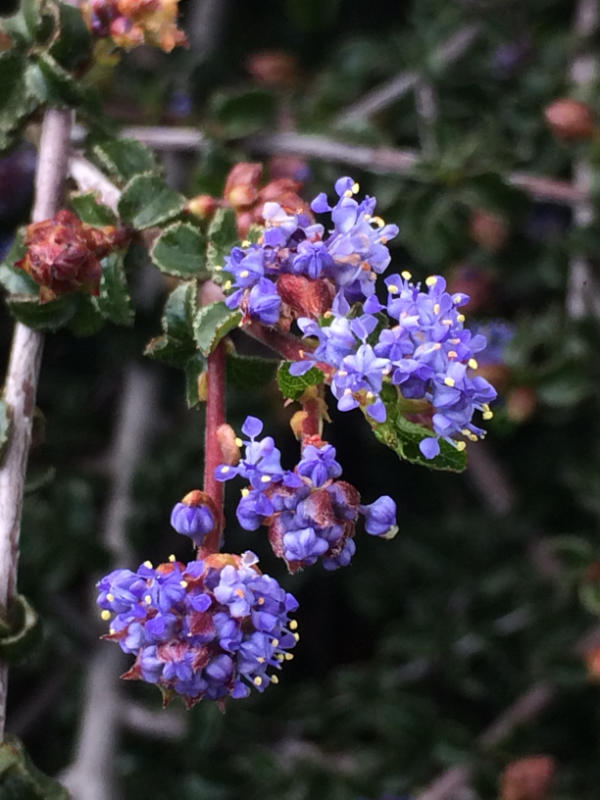 Ceanothus foliosus var foliosus_Michelle Carle