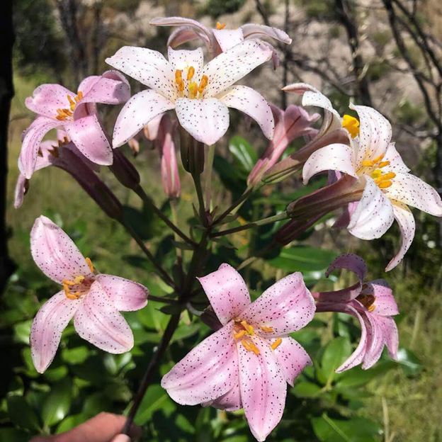 Chaparral or redwood lily 1  Lilium rubescens