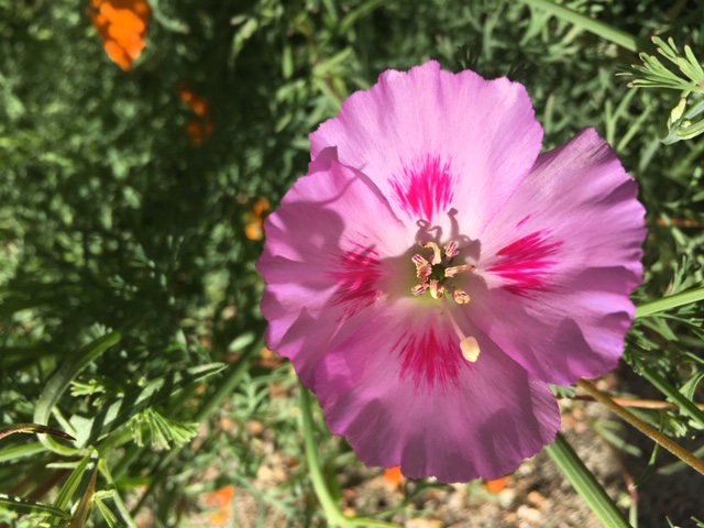 Clarkia_gracilis_Liz_Parsons