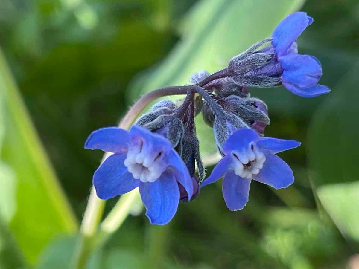 Cynoglossum grande_David Strauch