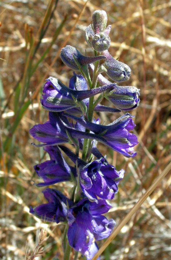 delphinium_Kathi Dowdakin