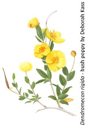 Dendromecon rigida bush poppy Deborah Kass