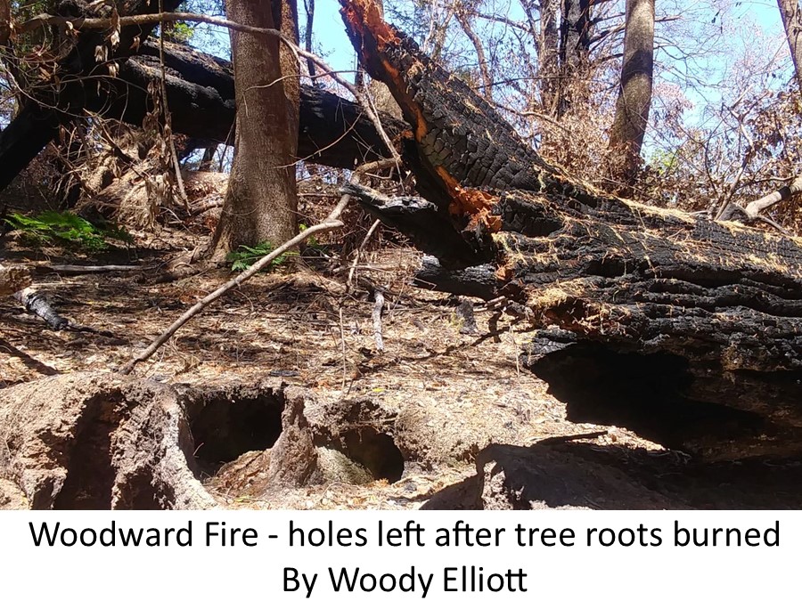 Woodward Fire tree root holes Woody Elliott