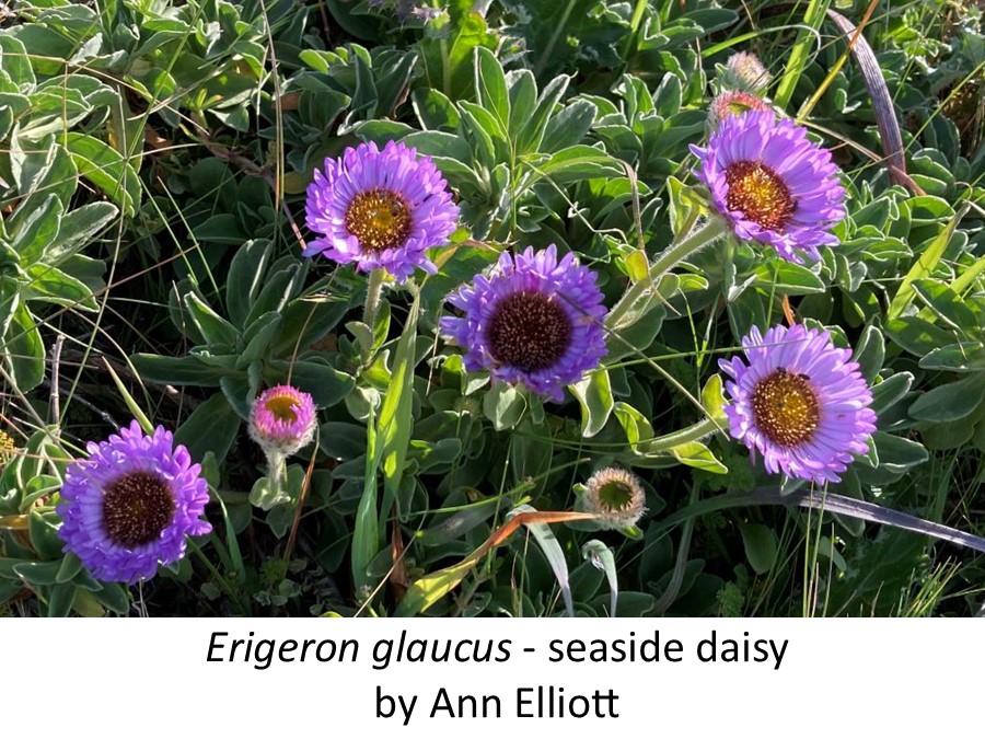 Erigeron glaucus seaside daisy Ann Elliott