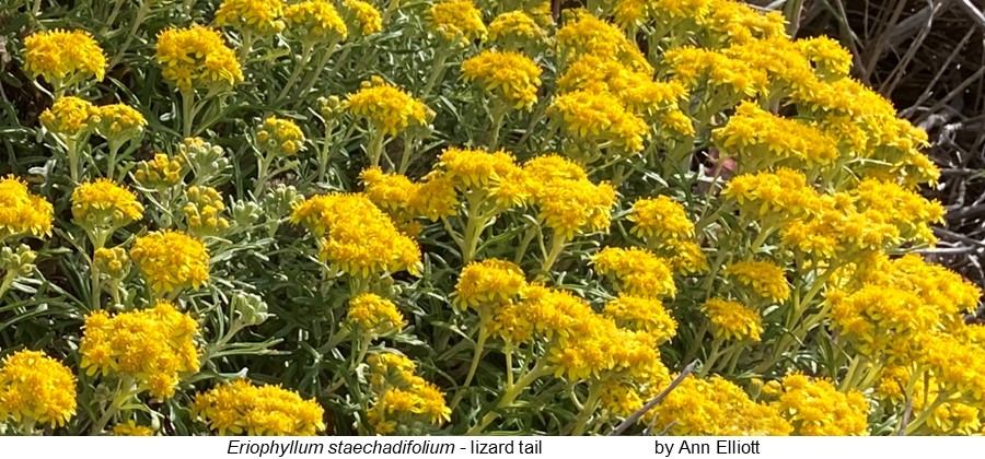 Eriophyllum staechadifolium Ann Elliott