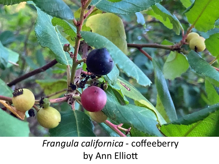 Frangula californica cofeeberry Ann Elliott
