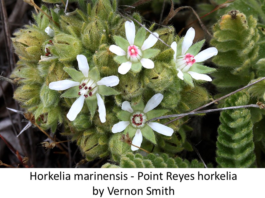 Horkelia marinensis Vernon Smith