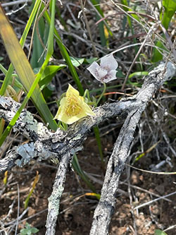 Calochortus tolmei