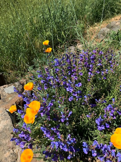 penstemon poppy