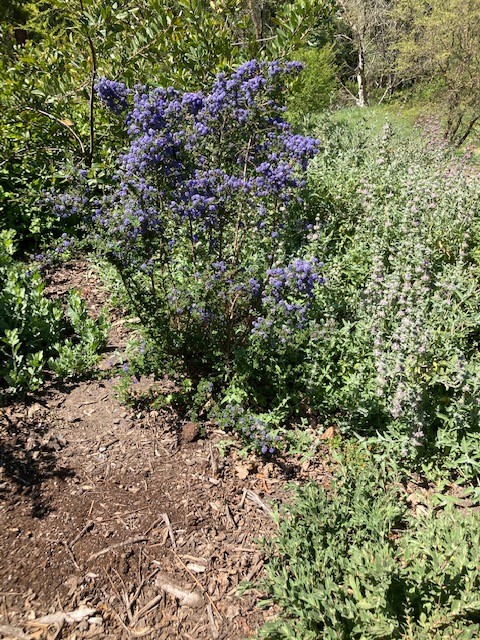 ceanothus