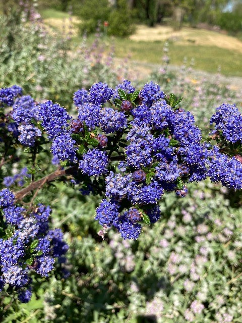 ceanothus