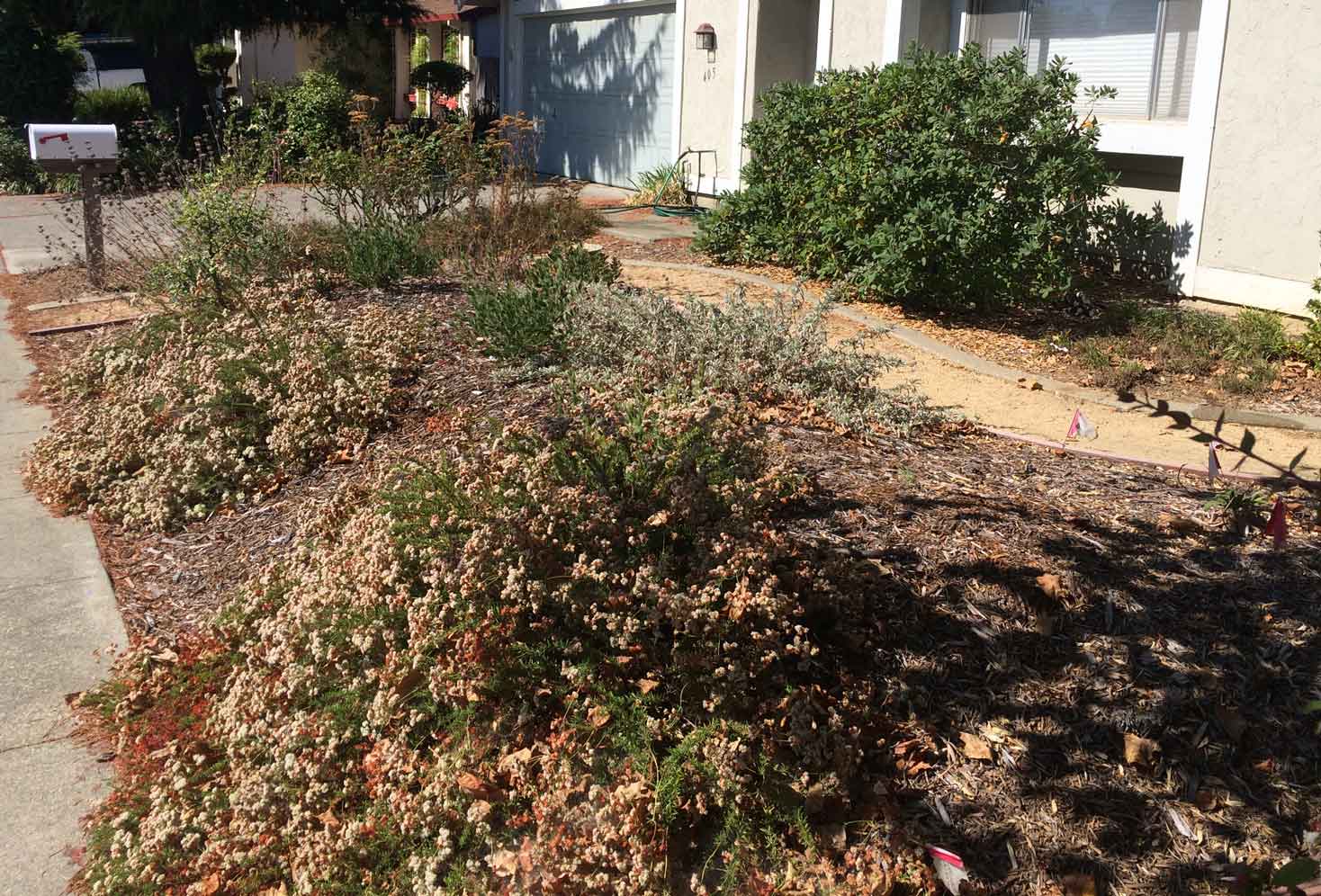 lawn_conversion_2_years