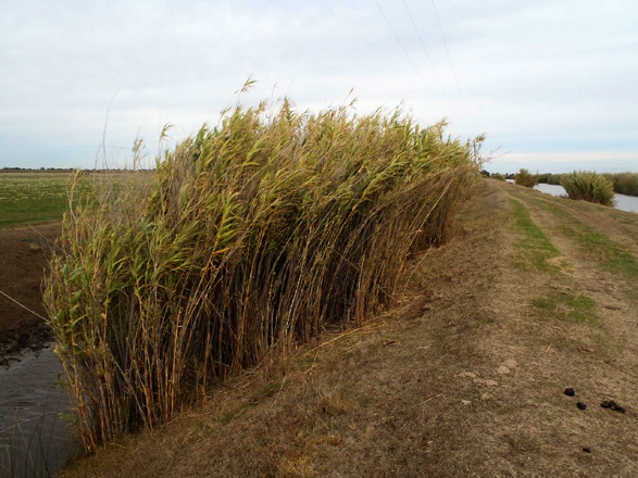 Invasive Arundo donax at the Cache Slough Complex project
