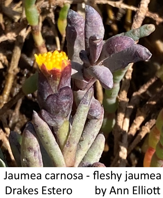 Jaumea carnosa  fleshy jaumea Ann Elliott