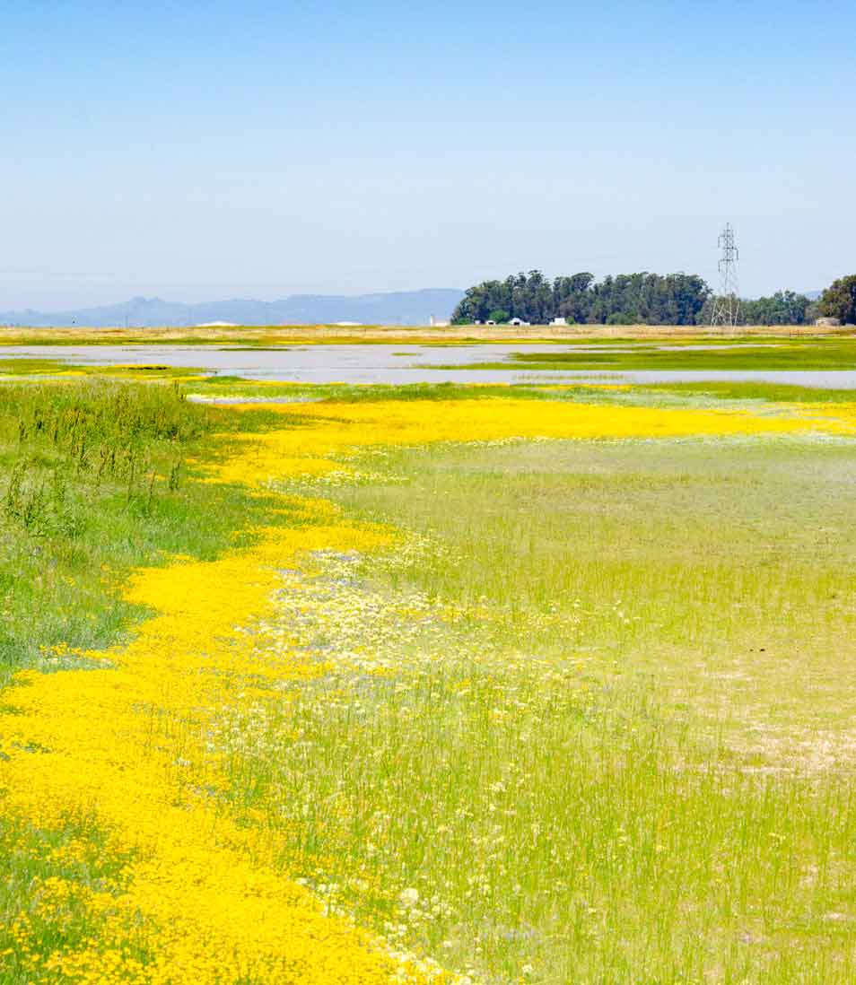 Jepson Prairie