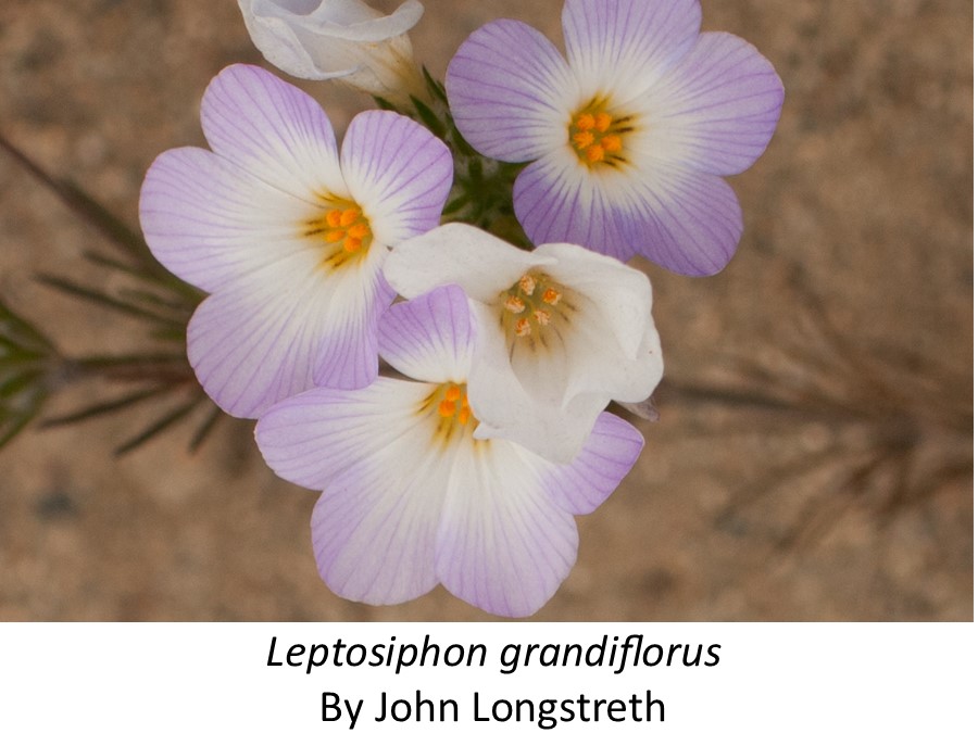 Leptosiphon_grandiflorus_John_Longstreth