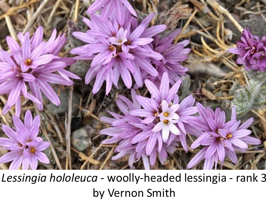 Lessingia hololeuca Vernon Smith