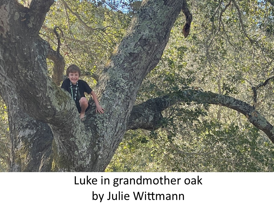 Luke in grandmother oak Julie Wittmann