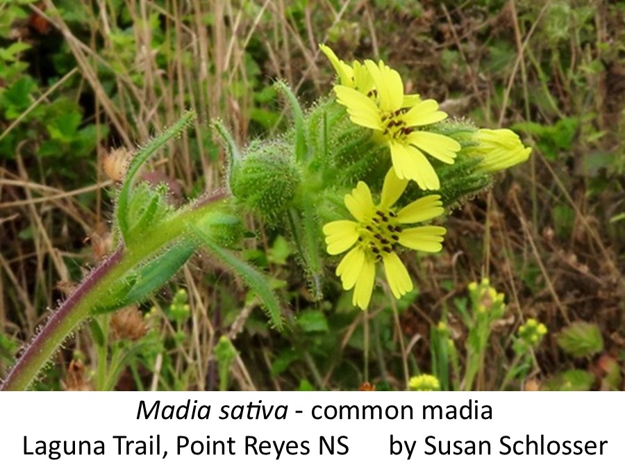 Madia sativa common madia Susan Schlosser