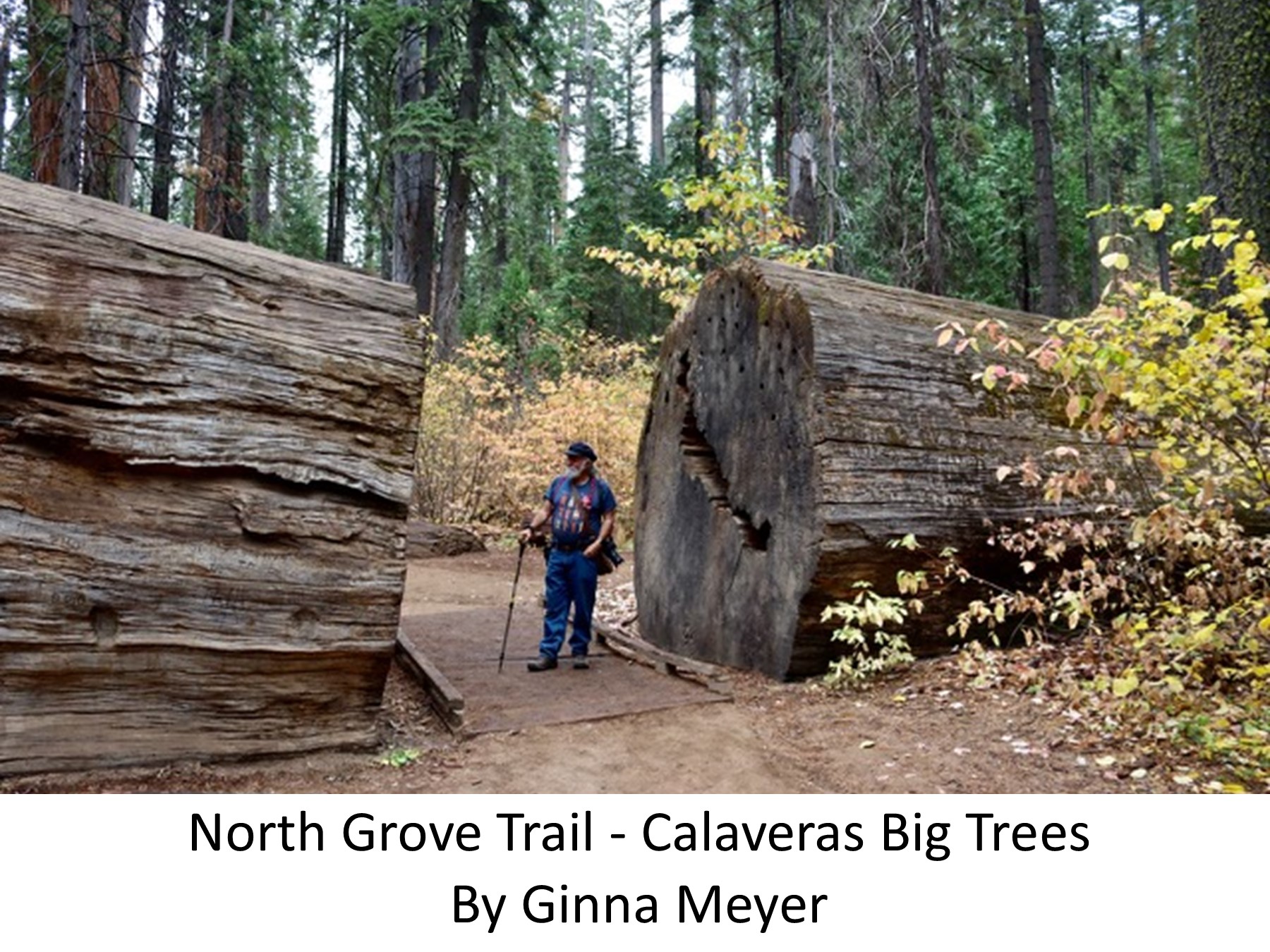 North Grove Trail Calaveras Big Trees Ginna Meyer