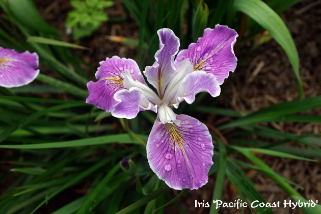 Pacific Coast Iris_Kategardenphotos