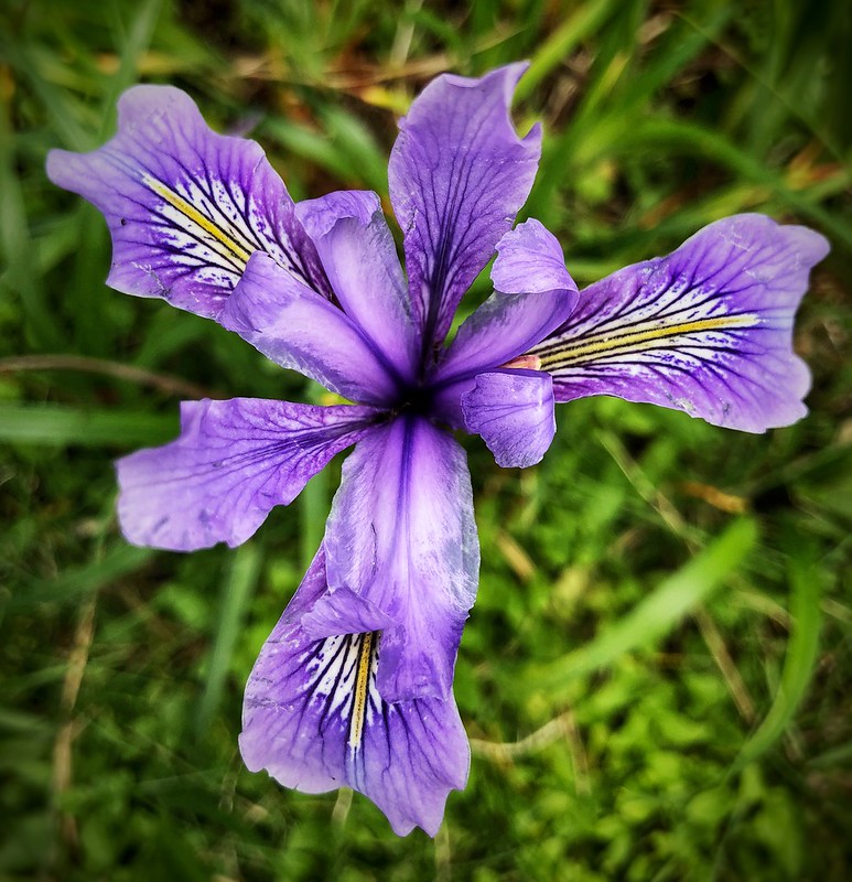 Pacific Coast Iris_Shelby L. Bell