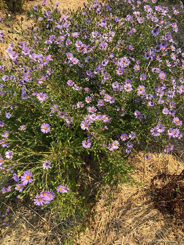 epilobium