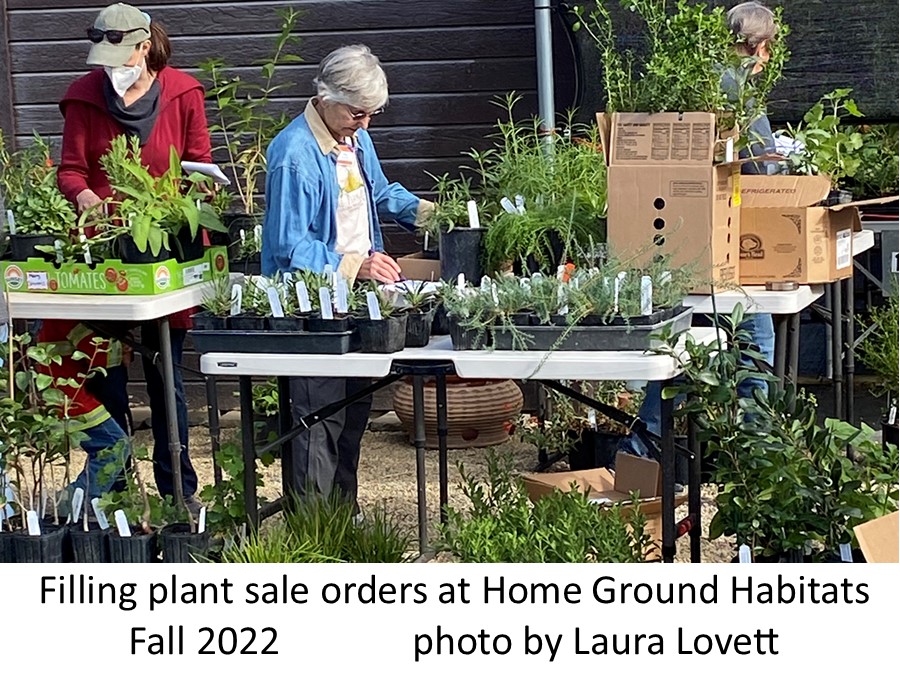 filling plant sale orders Laura Lovett