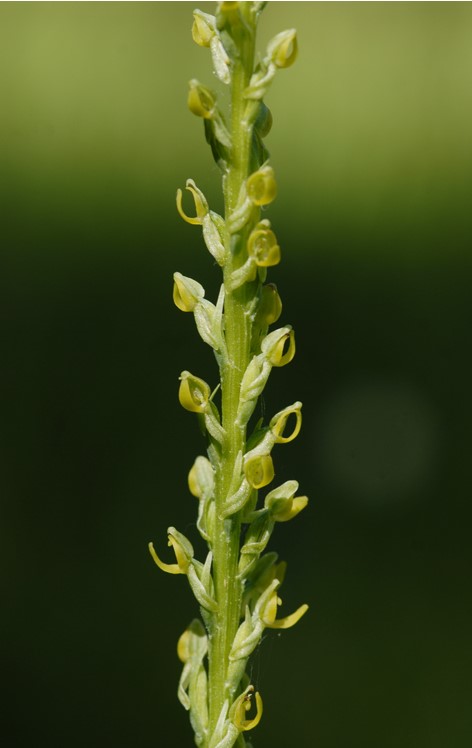 Platanthera resized