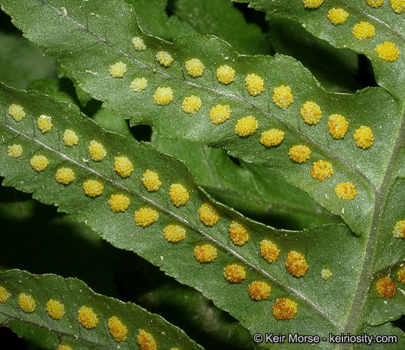 Polypodium_Keir Morse