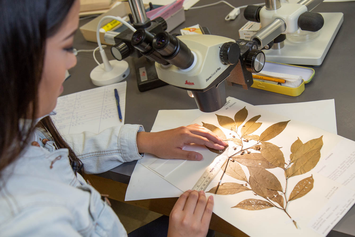 Hannah Kang with plant specimum