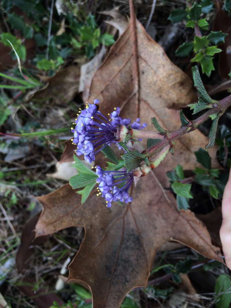 Rincon Ridge Ceanothus 2_Ceanothus confusus_Michelle Carle